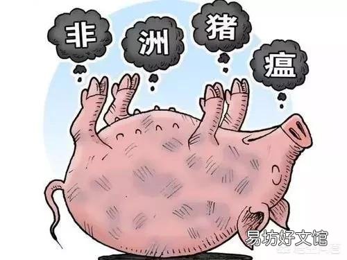 有的地一直缺猪但是猪价未见大涨,为啥猪价一直是涨涨停停?