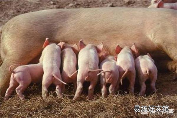 猪分娩后用什么药消炎?