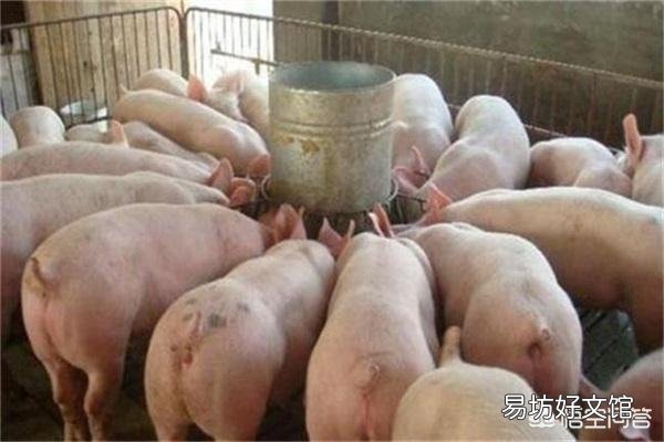 猪分娩后用什么药消炎?