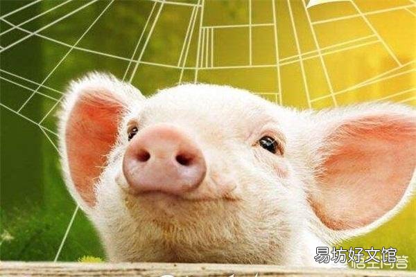 猪分娩后用什么药消炎?