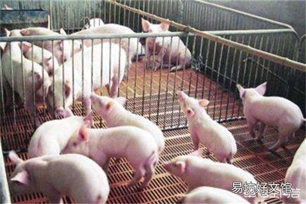 猪分娩后用什么药消炎?