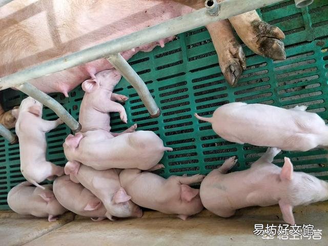 猪分娩后用什么药消炎?