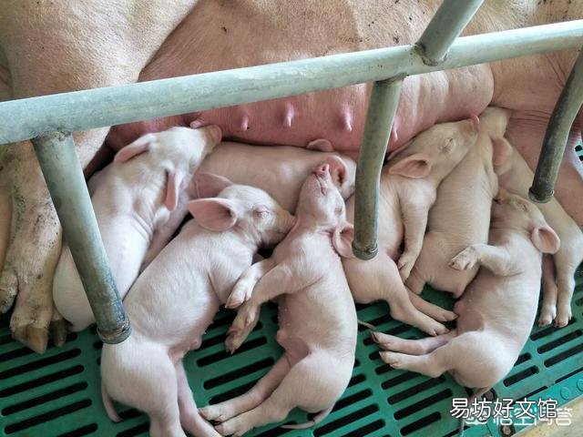 猪分娩后用什么药消炎?