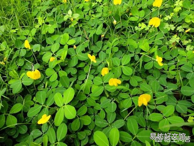 农村收获花生后,留下的蔓子怎么利用?