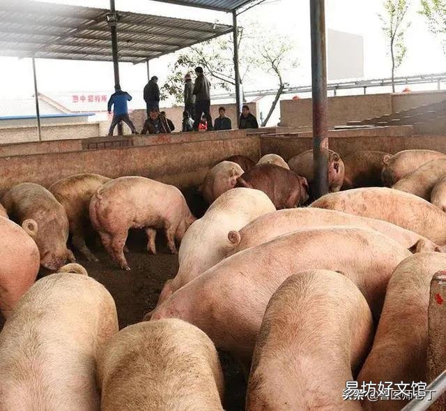 猪得了高热病打什么针好?