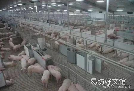 猪得了高热病打什么针好?