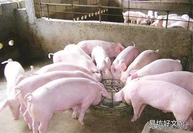 猪得了高热病打什么针好?