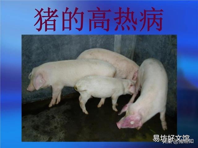 猪得了高热病打什么针好?