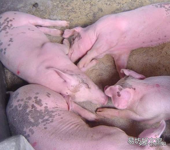 猪得了高热病打什么针好?