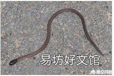 农村老人说,种田要防“铁蛇”咬,咬了会得破伤疯,是要人命的,真的有那么厉害吗?