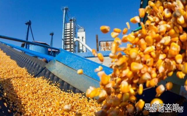 进入4月份以来,玉米价格出现了上涨的行情,四月份玉米价格能达到1元/斤吗?