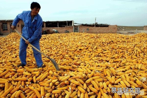 进入4月份以来,玉米价格出现了上涨的行情,四月份玉米价格能达到1元/斤吗?