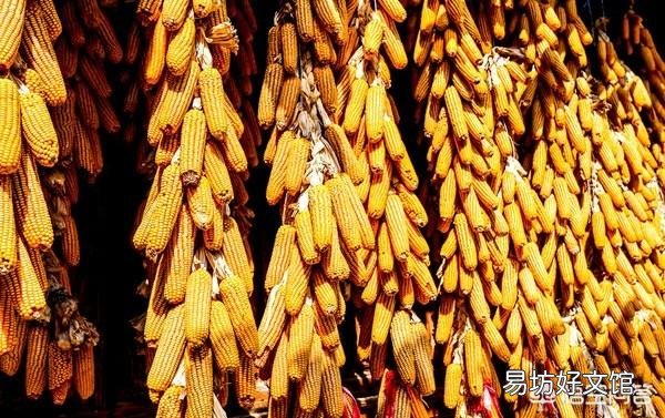 进入4月份以来,玉米价格出现了上涨的行情,四月份玉米价格能达到1元/斤吗?