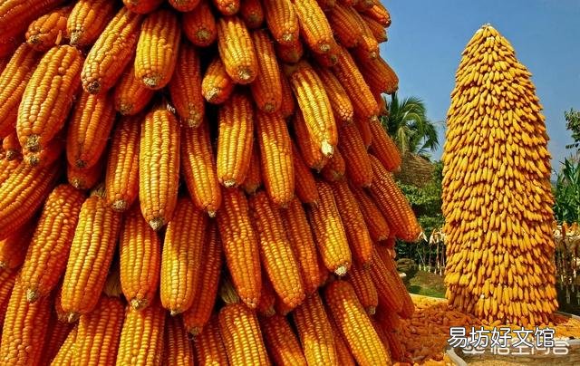 进入4月份以来,玉米价格出现了上涨的行情,四月份玉米价格能达到1元/斤吗?