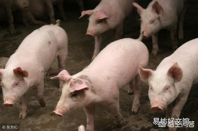 2019年猪价有望突破15元每斤吗?这种情况有可能出现吗?