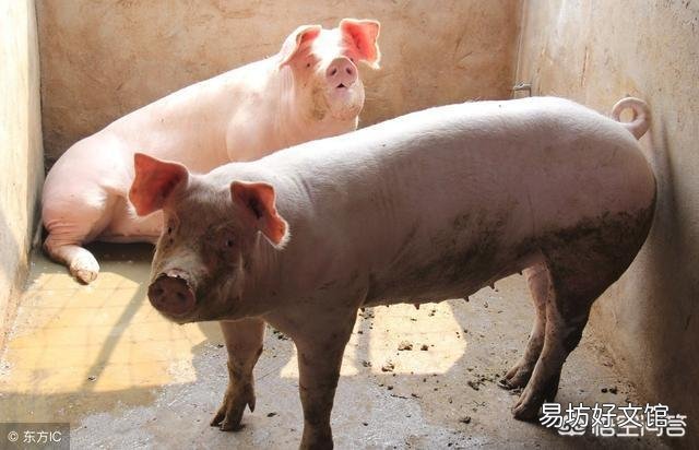 2019年猪价有望突破15元每斤吗?这种情况有可能出现吗?