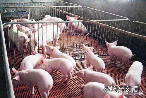 6月后生猪供应将会供不应求,并且将会持续很长时间,这对养猪人来说是机遇吗?