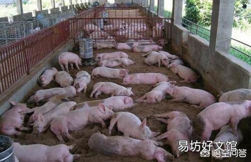 今日猪价下跌,养猪难,明明市场缺猪,为何猪价还下跌?