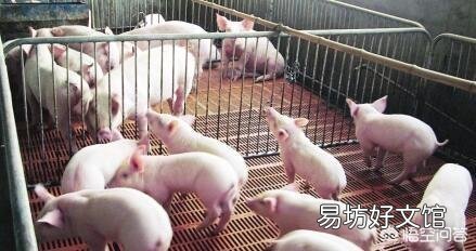 今日猪价下跌,养猪难,明明市场缺猪,为何猪价还下跌?