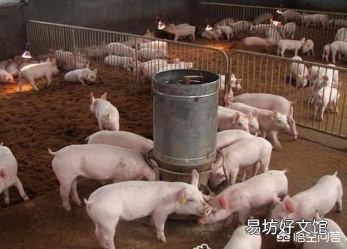 今日猪价下跌,养猪难,明明市场缺猪,为何猪价还下跌?