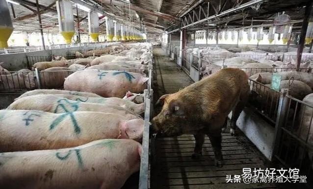 第三轮收储来了,后期猪价走势又将如何?