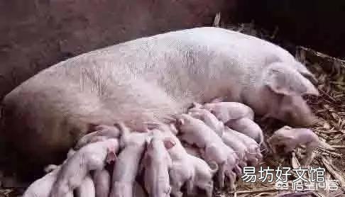 哺乳期间乳猪腹泻损失严重，如何有效降低损失？
