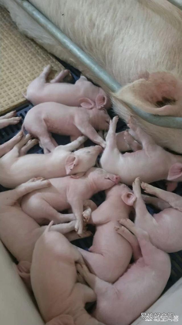 在农村养猪常用的疫苗有哪些？如何正确使用疫苗？