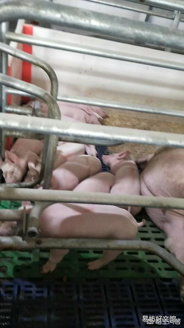 在农村养猪常用的疫苗有哪些？如何正确使用疫苗？