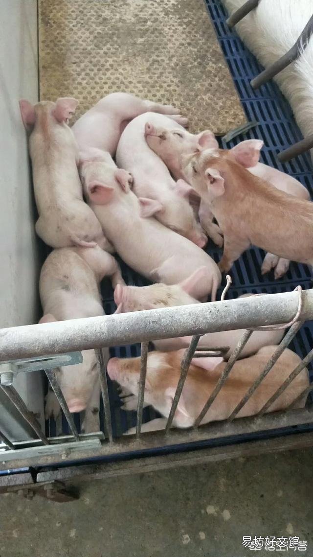 在农村养猪常用的疫苗有哪些？如何正确使用疫苗？