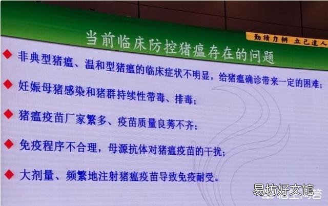 怀孕的母猪能打猪瘟疫苗吗?为什么?