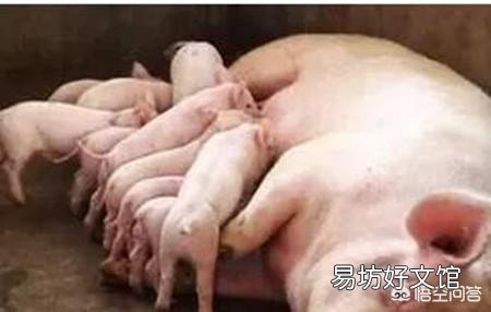 仔猪价格要猛涨?各地仔猪价格形式如何?