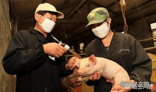 在农村养猪,猪的免疫接种方法有哪些?接种时应注意哪些问题?