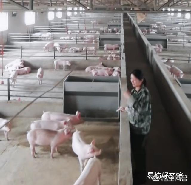 在农村养猪,猪的免疫接种方法有哪些?接种时应注意哪些问题?