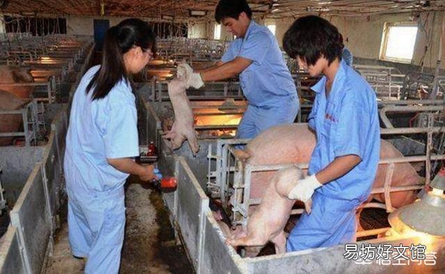 在农村养猪,猪的免疫接种方法有哪些?接种时应注意哪些问题?