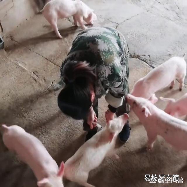 在农村养猪,猪的免疫接种方法有哪些?接种时应注意哪些问题?