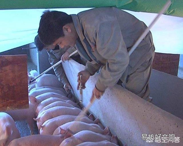 在农村养猪,猪的免疫接种方法有哪些?接种时应注意哪些问题?