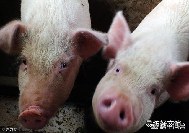 3月20日生猪市场行情逆转,多个省份出现下跌,猪周期又来了吗?养殖户该如何应对?