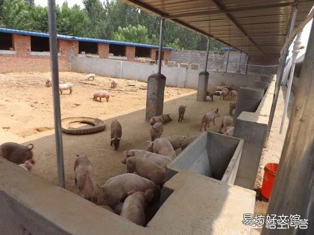 刚想补栏3月12号猪价就降了,仔猪500块钱一头,你认为现在补栏还合适吗?