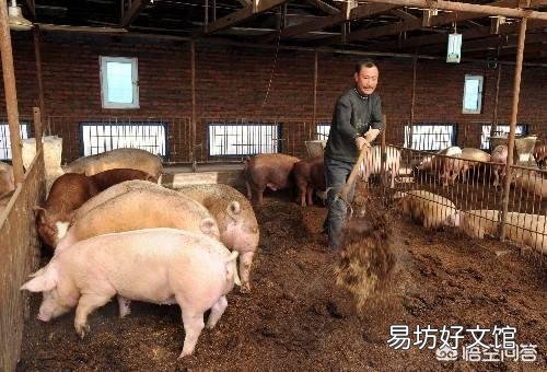 刚想补栏3月12号猪价就降了,仔猪500块钱一头,你认为现在补栏还合适吗?