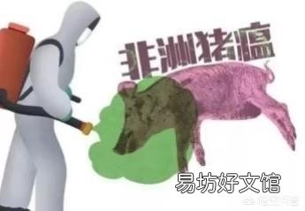 非洲猪瘟,什么样的养猪模式能更好的应对风险?