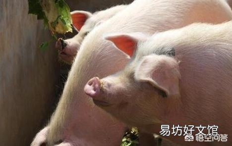 猪价掉头急转,养殖户需要如何应对?