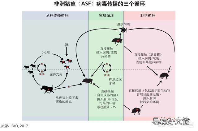 非洲猪瘟病毒是否可以通过空气传播?