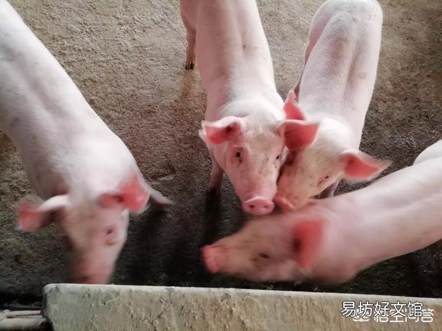有些猪场里面咳喘多发，原因是什么？