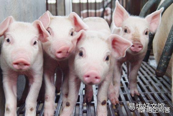 有些猪场里面咳喘多发，原因是什么？