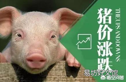 农村俗语“正月逢三亥,猪当黄金卖”,2019年养猪真的可以挣钱吗?