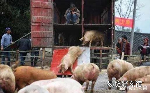 农村俗语“正月逢三亥,猪当黄金卖”,2019年养猪真的可以挣钱吗?