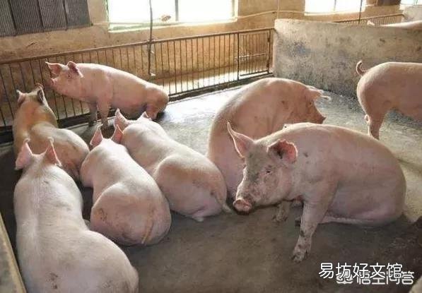 农村俗语“正月逢三亥,猪当黄金卖”,2019年养猪真的可以挣钱吗?