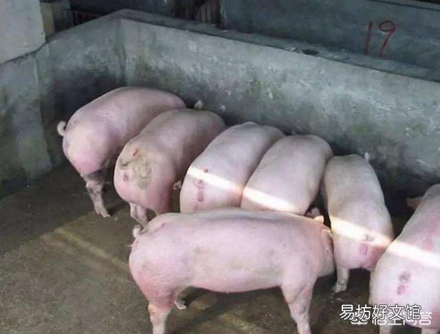 农村俗语“正月逢三亥,猪当黄金卖”,2019年养猪真的可以挣钱吗?