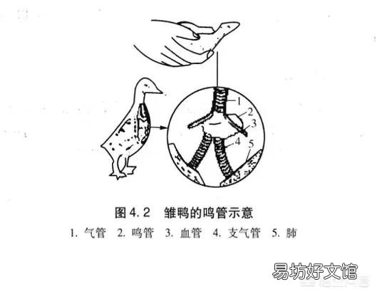 农村经常有卖鹅苗的,如何分辨小鹅的公母呢?