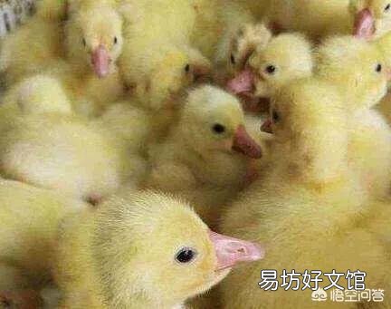 农村经常有卖鹅苗的,如何分辨小鹅的公母呢?